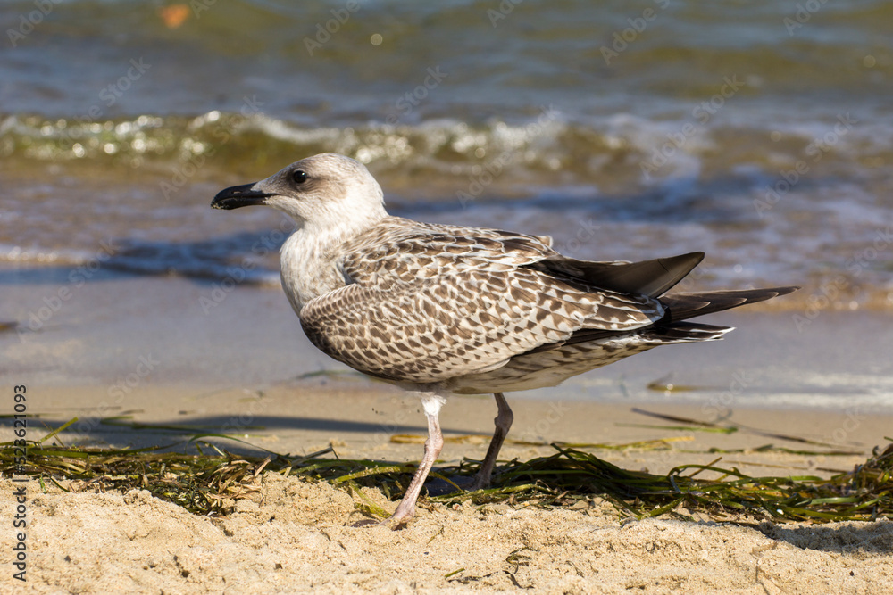 gray seagull walks on the beach by the sea gray seagull walks on the beach by the sea