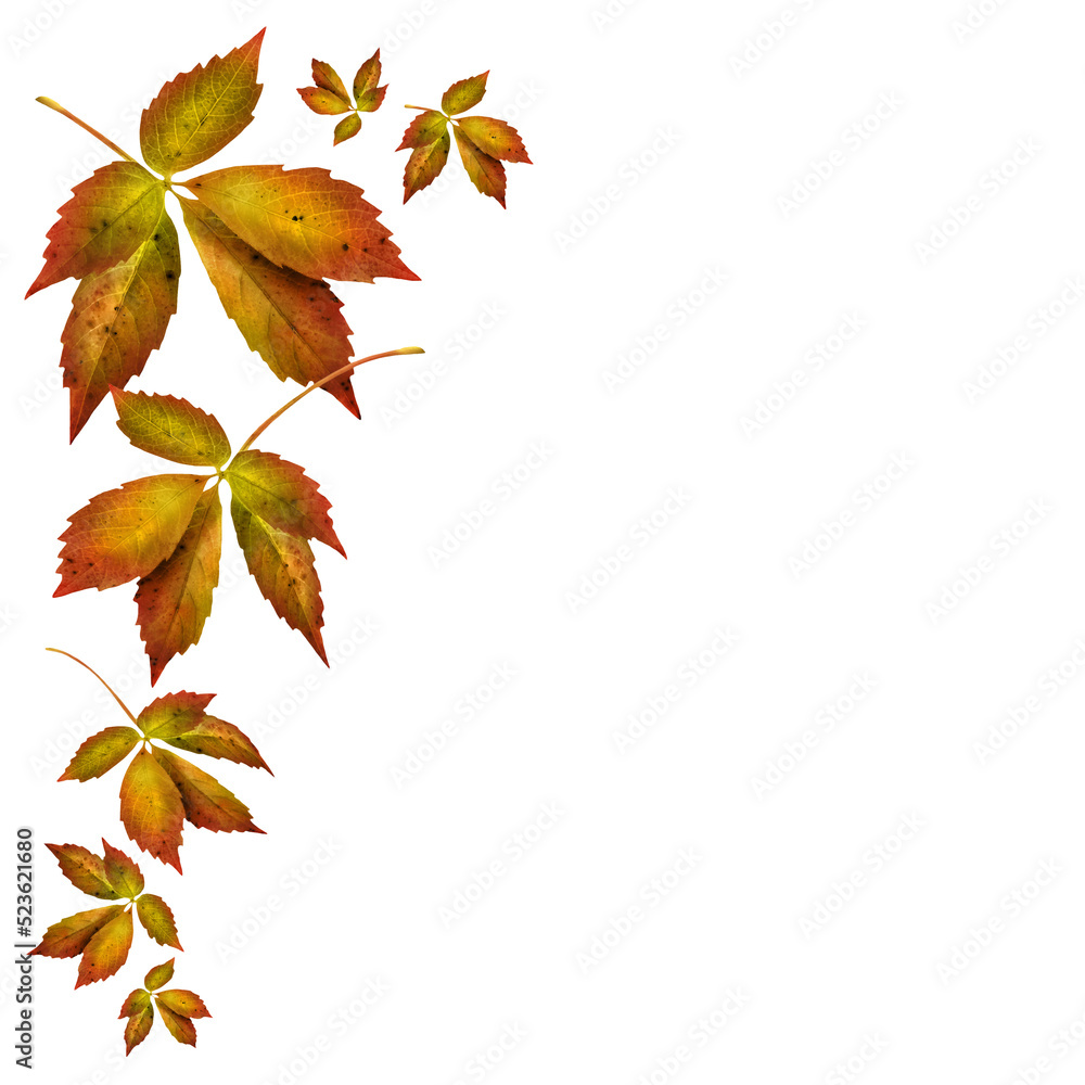 Buntes Herbstlaub und weisser Hintergrund Buntes Herbstlaub und weisser Hintergrund