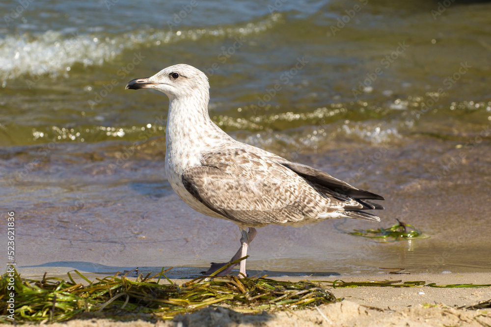 gray seagull walks on the beach by the sea gray seagull walks on the beach by the sea