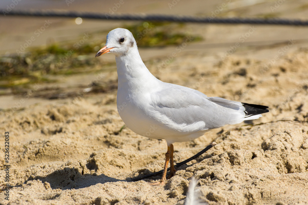 Fototapeta premium gray seagull walks on the beach by the sea