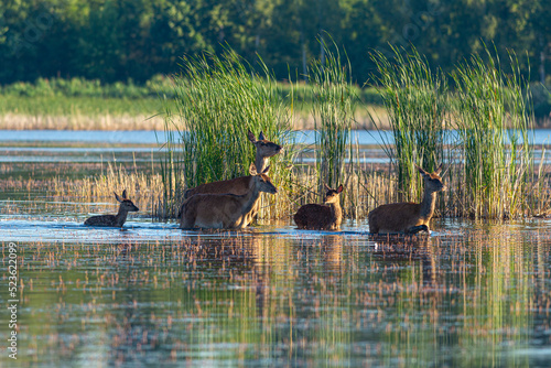 Fototapeta Naklejka Na Ścianę i Meble -  Stado jeleni w wodzie