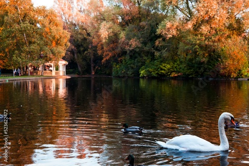 Cisne en lago en St Stephen's Green, Dublin 