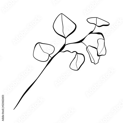 Vector illustration with eucalyptus branch and leaves in doodle technique isolated on white background 