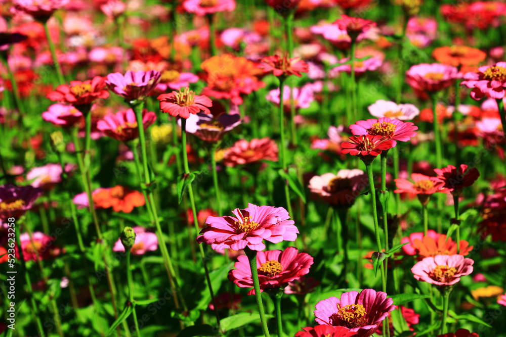 beautiful view of blooming Zinnia(Youth-and-old-age) flowers,close-up of pink and red Zinnia flowers blooming in the garden at a sunny day 