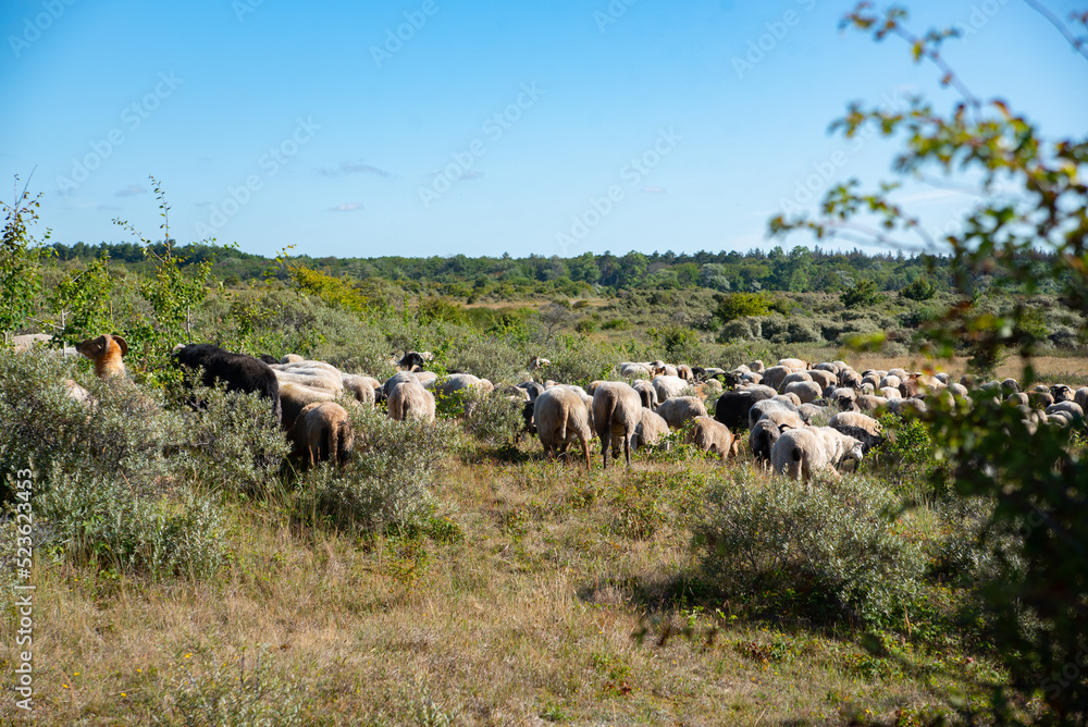 Fototapeta premium sheep and goats in the dunes. Egmond aan Zee. north holland 13 aug 2022 the netherlands