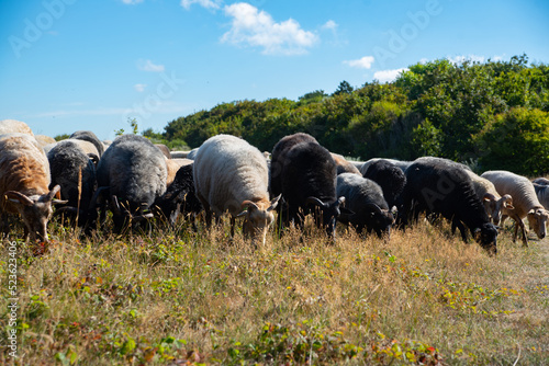 sheep and goats in the dunes. Egmond aan Zee. north holland 13 aug 2022 the netherlands photo