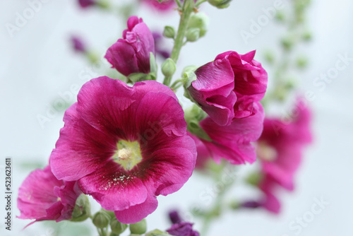 Burgundy red Hollyhock flowers, Mallow. Alcea rosea is plant in the family Malvaceous. Blooming Hollyhock Malva flowers in the garden. Close up Althaea rosea flower on blurred background. 