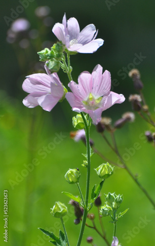 Malva thuringiaca blooms in the wild © orestligetka