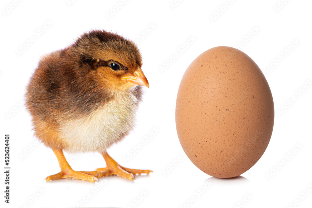 Cute chicken with a egg isolated on white background