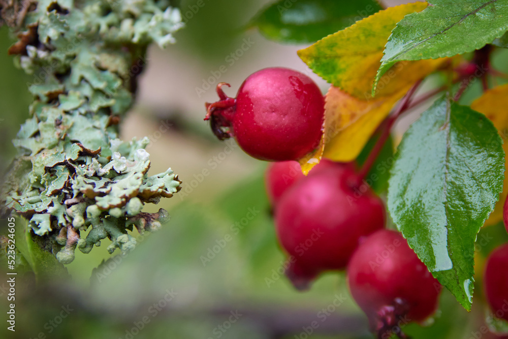 Ripe fresh apples on apple tree branch after rain with water drops.