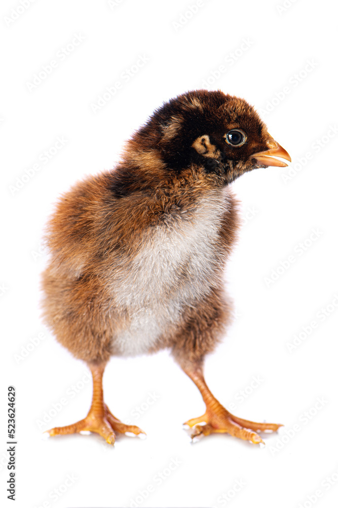 Obraz premium Cute chicken isolated on white background