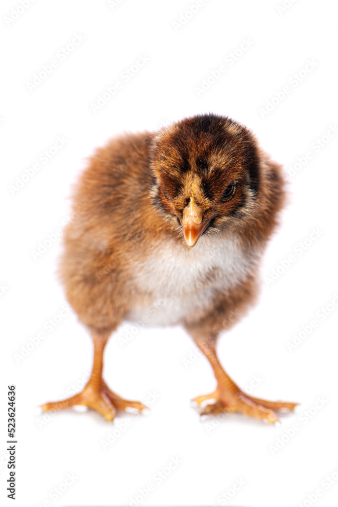 Obraz premium Cute chicken isolated on white background