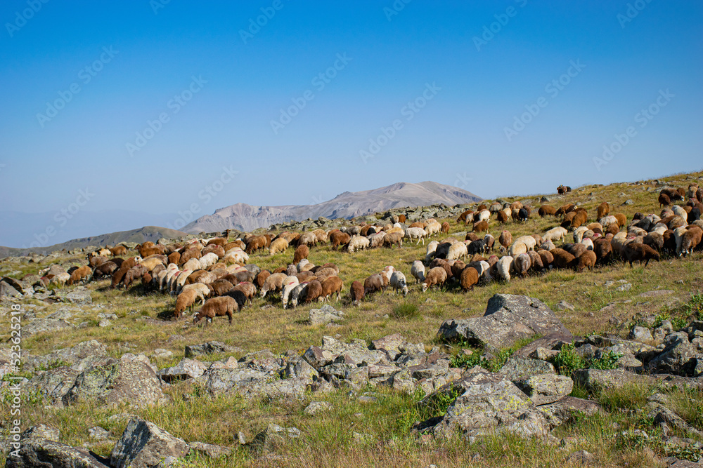 flock of sheep in mountains