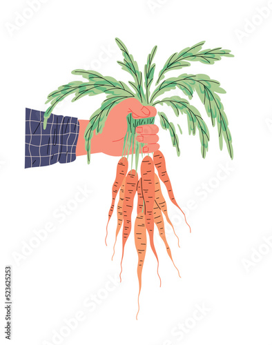Bunch of fresh carrots with haulm in hand of farmer
