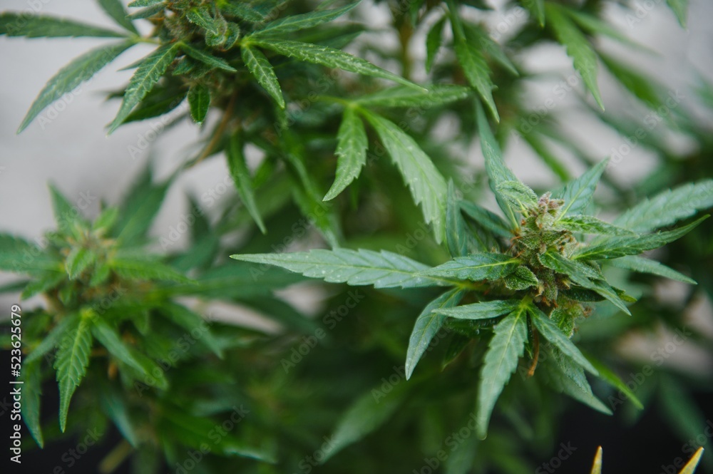 indoor medical cannabis in bloom marijuana plant home. indoor medical cannabis in bloom marijuana plant home.