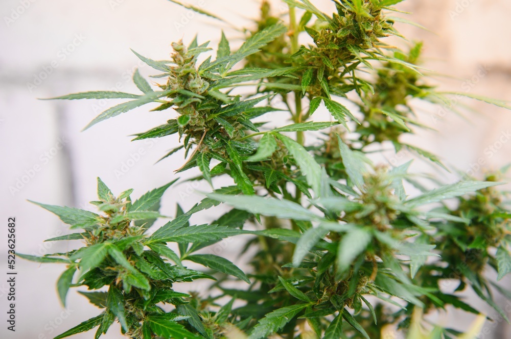 Fototapeta premium cannabis (marijuana) plant. growing marijuana at home for medical purposes