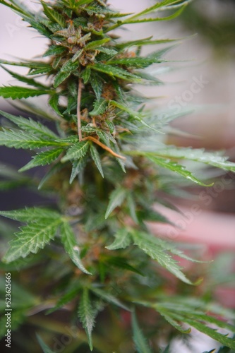 Background Canopy of Budding Indoor Marijuana Plants.