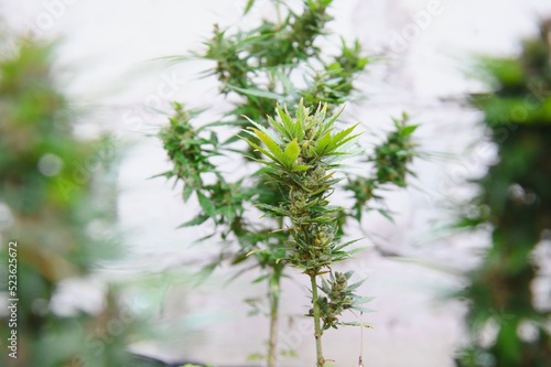 Hemp Marijuana flower Indoor growing. Home Cannabis grow operation. Grow legal Recreational Marijuana. Planting cannabis.