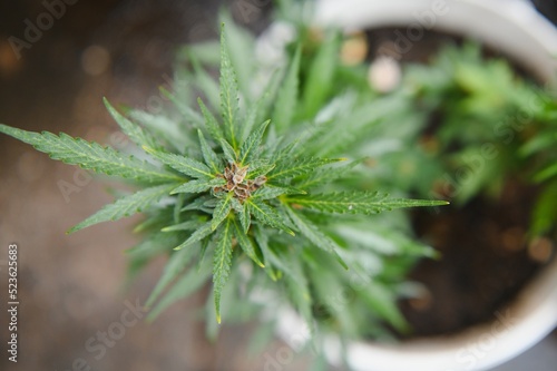 Background Canopy of Budding Indoor Marijuana Plants.
