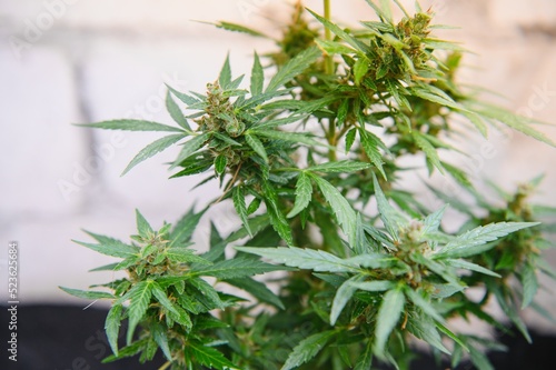 indoor medical cannabis in bloom marijuana plant home.