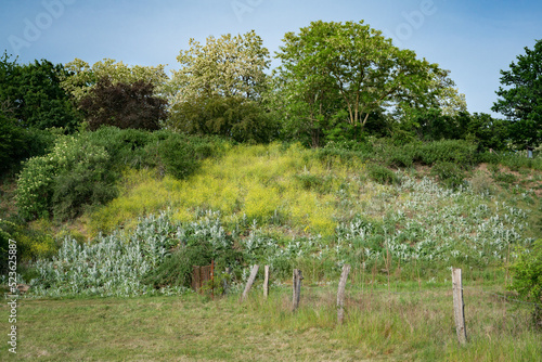 Overgrown slope at the edge of the field in spring green.