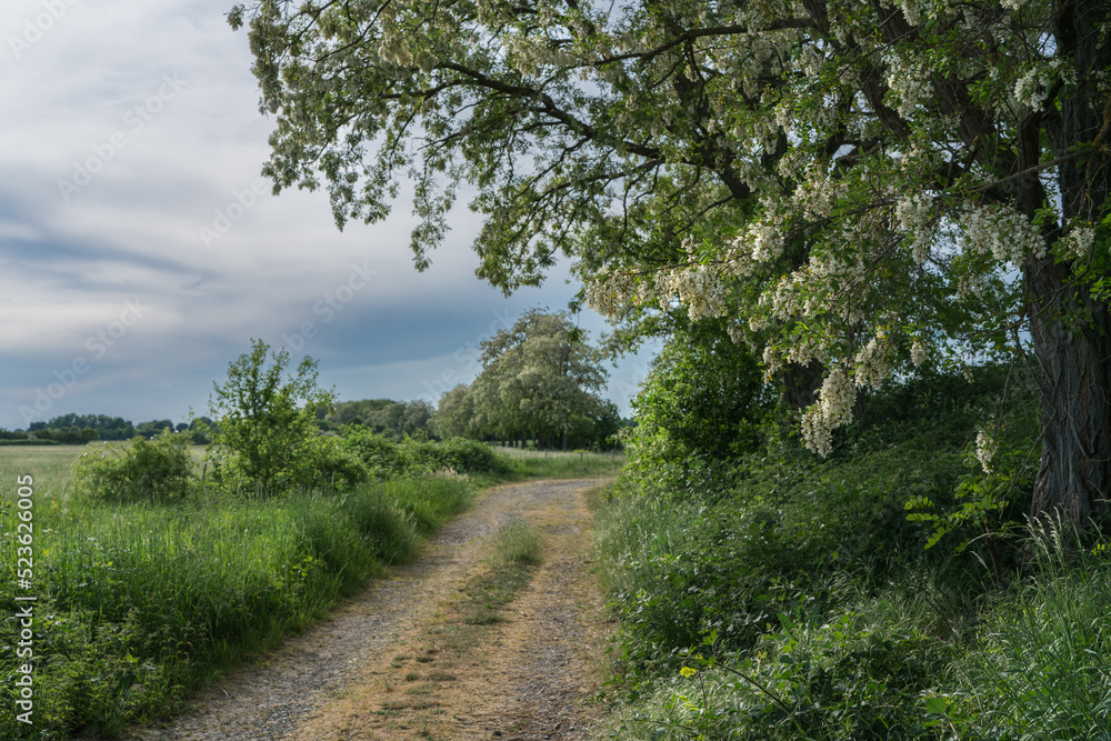 Path along the edge of the field in spring green. Path along the edge of the field in spring green.