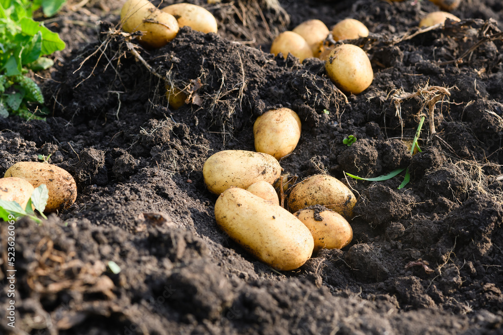 Freshly dug young potatoes in the field on excavated ground in sunny day. Freshly dug young potatoes in the field on excavated ground in sunny day.