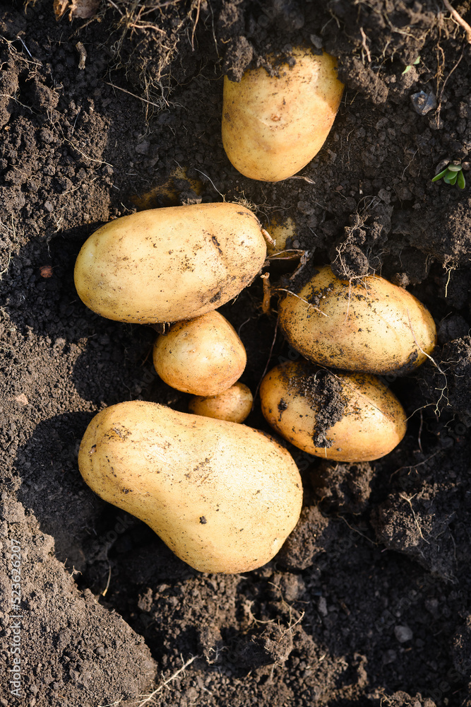 Freshly dug young potatoes in the field on excavated ground in sunny day. Freshly dug young potatoes in the field on excavated ground in sunny day.
