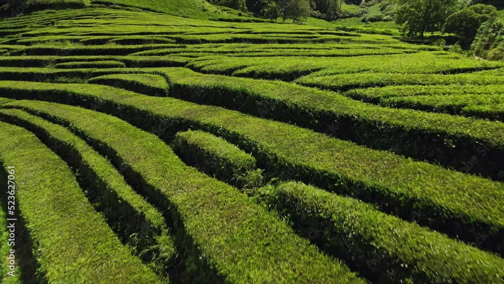 Drone shot revealing Gorreana Tea Plantation on Sao Miguel in Azores. Flying over extremely green tea plantation. Tea plantation close up. Drone shot revealing Gorreana Tea Plantation on Sao Miguel in Azores. Flying over extremely green tea plantation. Tea plantation close up.