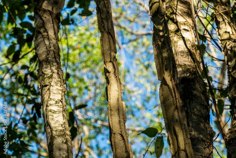 Obraz premium trees in the forest