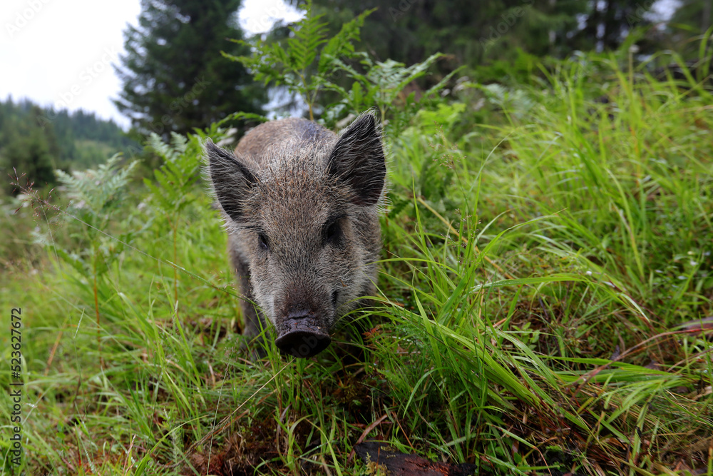 Wild boar cub searching for food in the mountain forest in the rainy day of summer.Natural light Wild boar cub searching for food in the mountain forest in the rainy day of summer.Natural light