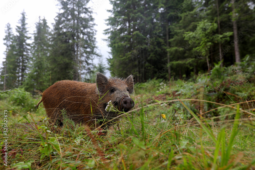 Wild boar cub searching for food in the mountain forest in the rainy day of summer. Natural light