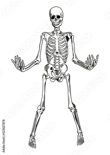  Vector skeleton. Three separate parts (skull, torso, legs).