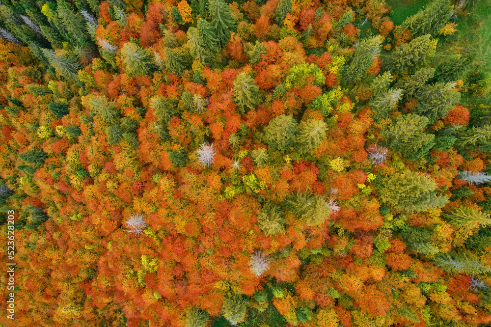 Aerial view of forest in foliage season. Natural green, orange and yellow background.