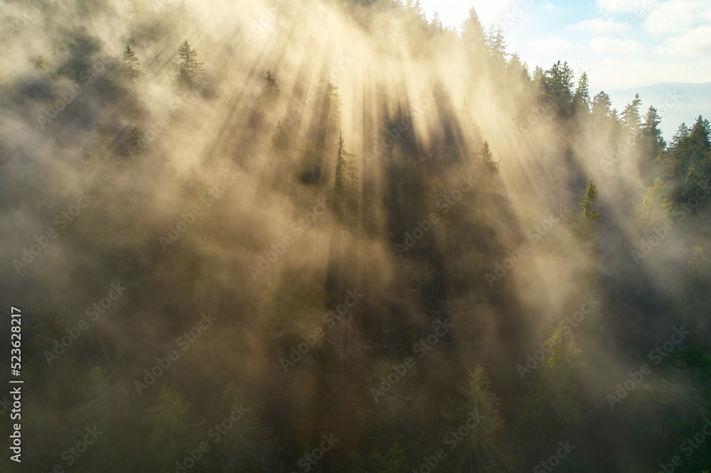 Fototapeta premium Mountains in clouds at sunrise in summer. Aerial view of mountain peak with green trees in fog. Top view from drone of mountain valley in low clouds