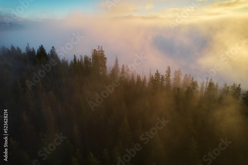 Mountains in clouds at sunrise in summer. Aerial view of mountain peak with green trees in fog. Top view from drone of mountain valley in low clouds