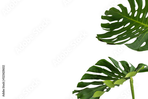 Green plant monstera on white background.