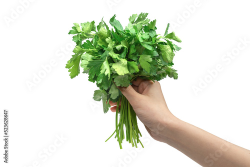 A bunch of parsley in woman hand isolated on white background.