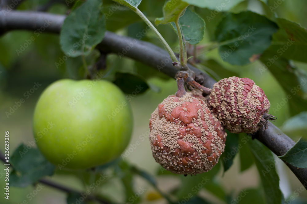 Selective focus. Apple moniliosis. The apples rot on the tree. Fruit