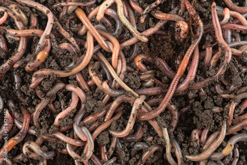 Earthworms in black soil as background, top view. Garden compost and worms.