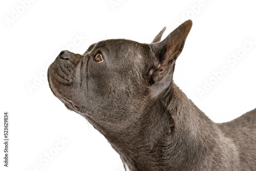 Healthy brachycephalic black French Bulldog dog with long nose photo