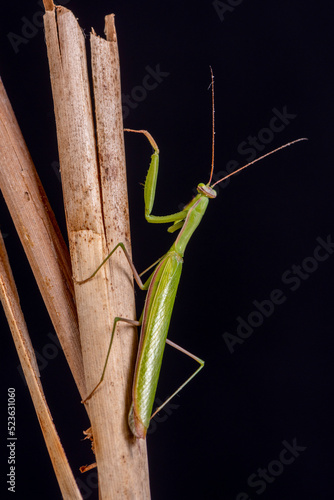 Gottesanbeterin (Mantis religiosa)