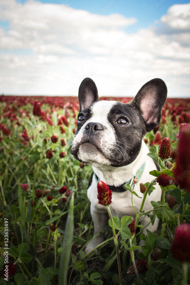 French buldog is sitting in crimson clover. He has so funny face he is smilling