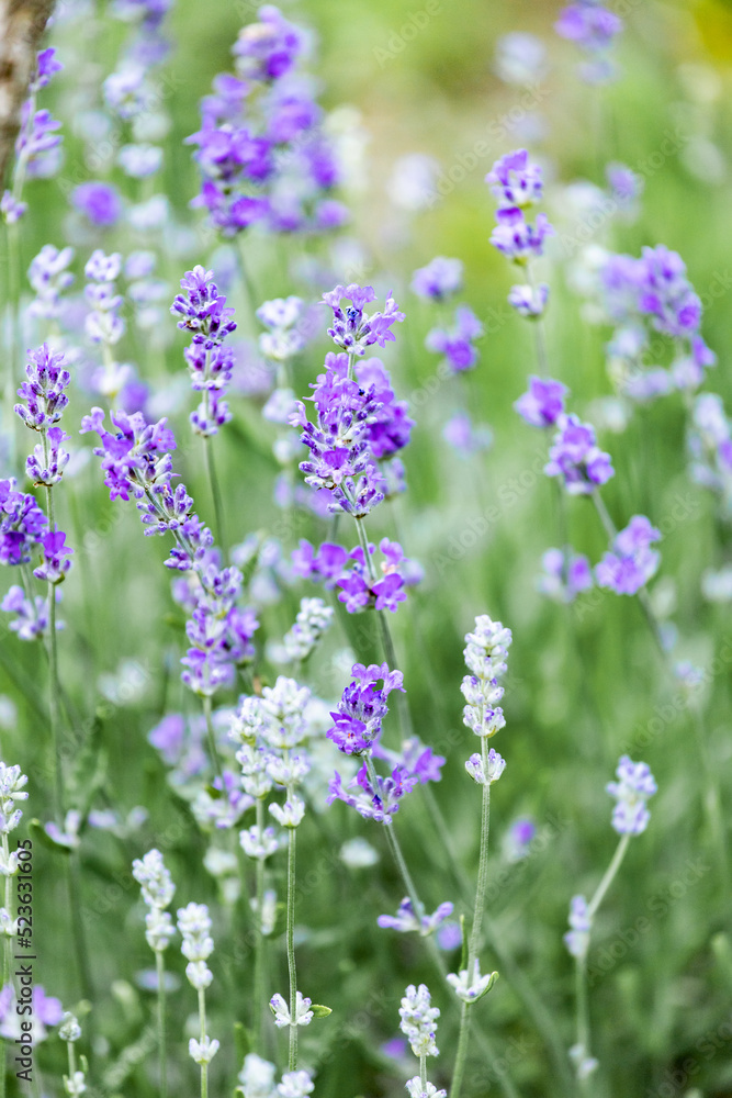 field of lavender field of lavender