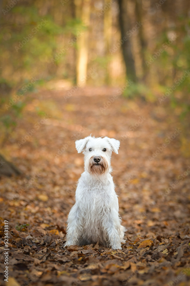 Schnauzer is sitting in the forest. It is autumn portret. Schnauzer is sitting in the forest. It is autumn portret.