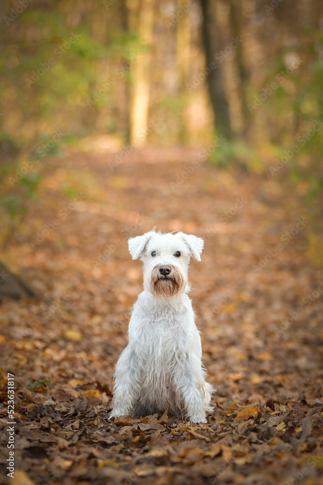 Schnauzer is sitting in the forest. It is autumn portret.