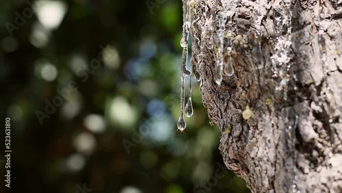 Selective focus on the big mastic drops oozes in tears out of the branch of a mastic tree. The resin mastic brightens and twinkles in the sunlight. Beautiful bokeh background. Chios island, Greece.