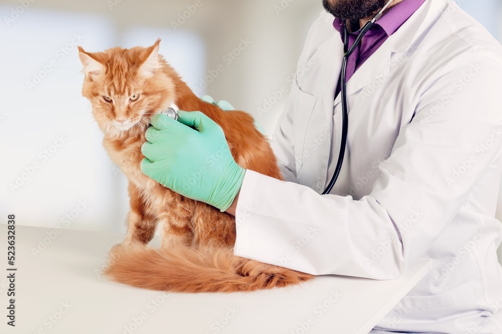 Cute young cat for examination by a veterinarian. Cute young cat for examination by a veterinarian.