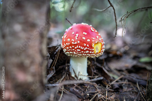 Poisonous forest mushroom red fly agaric. Selective focus