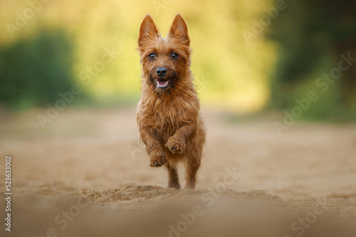 Canvas Print the dog runs forward while the camera
